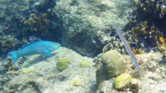 Sand Dollar reef Queen Parrtofish & Trumetfish